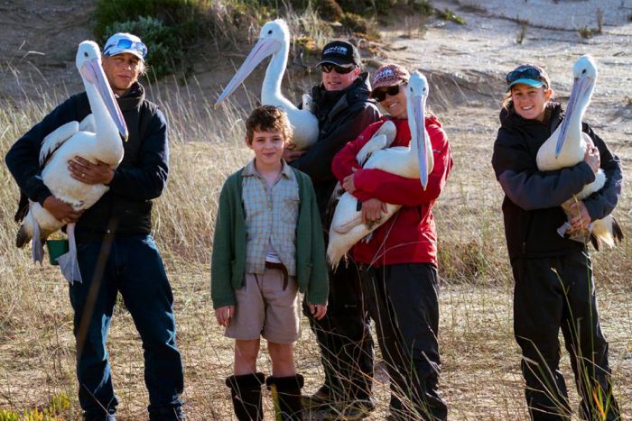 Storm Boy Article by Liverpool City Champion